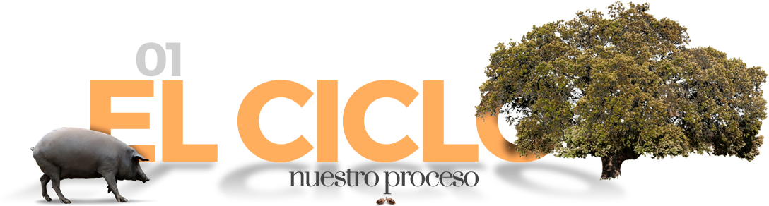 El ciclo